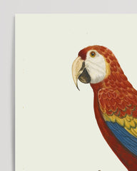 After Hover: François Levaillant - Red Macaw - Art Print in White