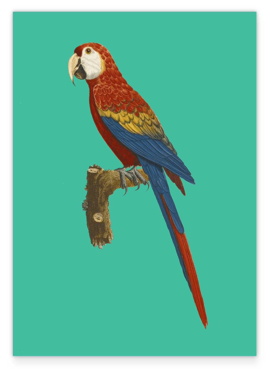 François Levaillant - Macaw on a turquoise background