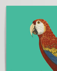 After Hover: François Levaillant - Macaw on a turquoise background