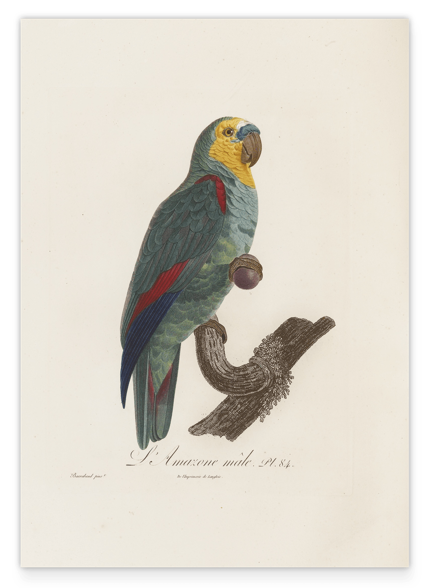 François Levaillant - Paradiesvogel