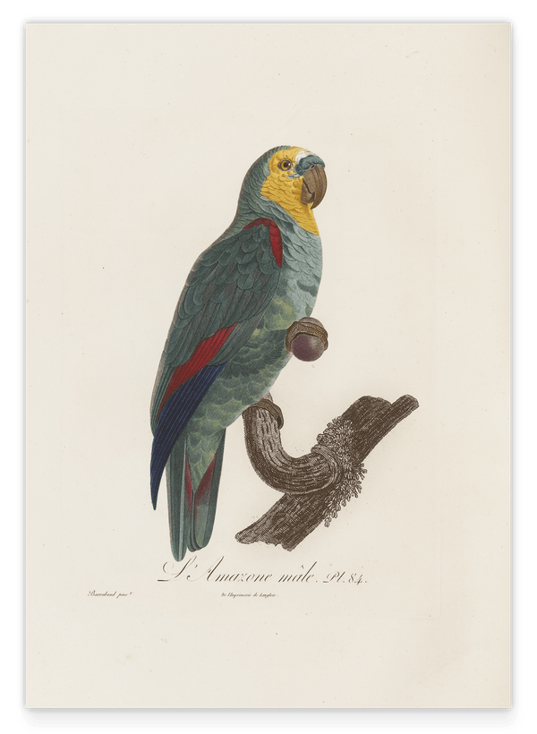 François Levaillant - Paradiesvogel