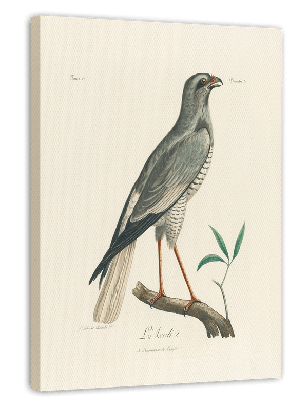 François Levaillant - Grauer Vogel