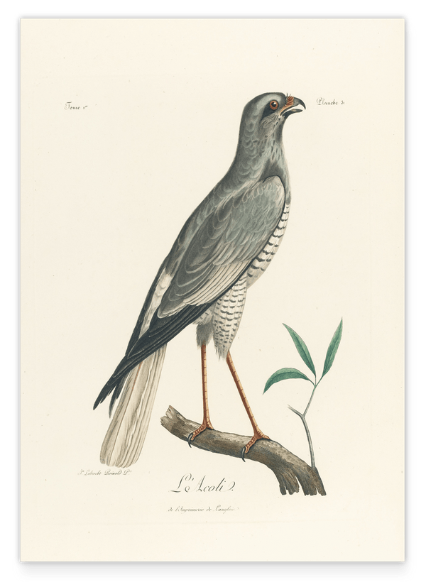 François Levaillant - Grauer Vogel