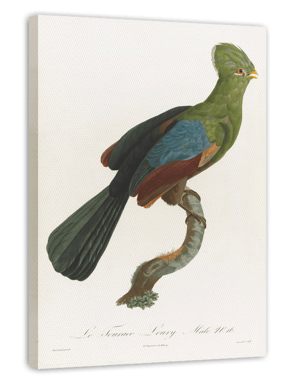 François Levaillant - Grüner Paradiesvogel