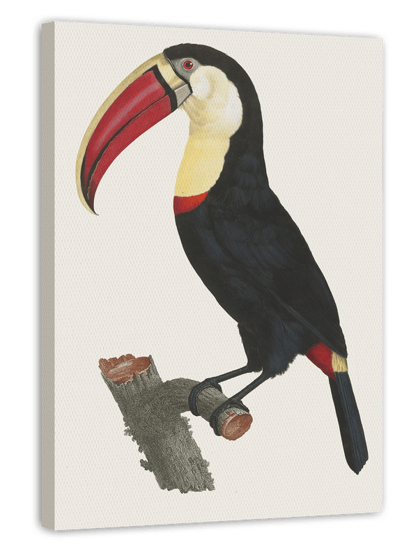 François Levaillant - Tukan Vogel