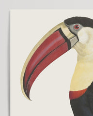 After Hover: François Levaillant - Toucan bird