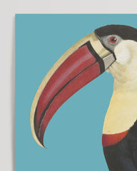 After Hover: François Levaillant - Toucan on a turquoise background