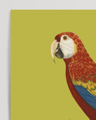 After Hover: François Levaillant - Red Macaw Parrot - Art Print in Green