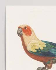 After Hover: François Levaillant - Colorful bird of paradise