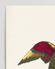 After Hover: François Levaillant - Colorful bird of paradise