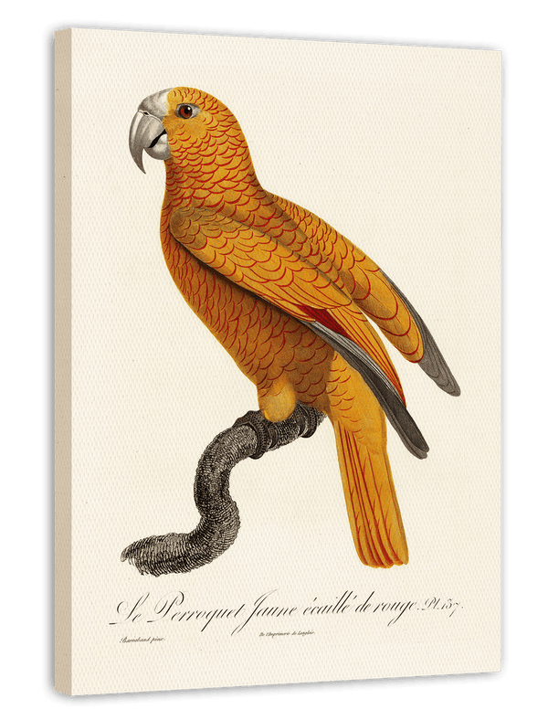 François Levaillant - Gelber Paradiesvogel