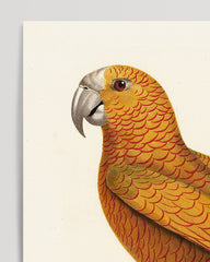 After Hover: François Levaillant - Yellow Bird of Paradise
