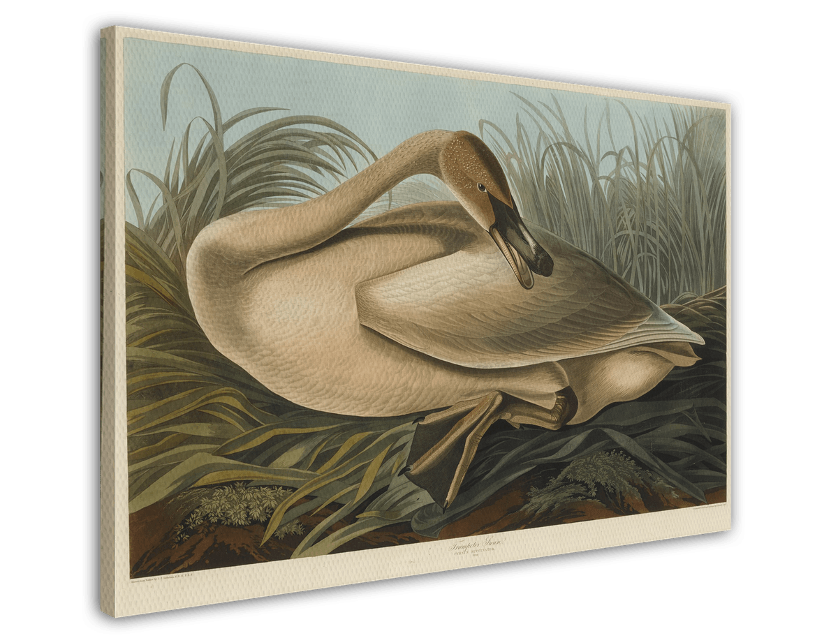 stretched-canvas