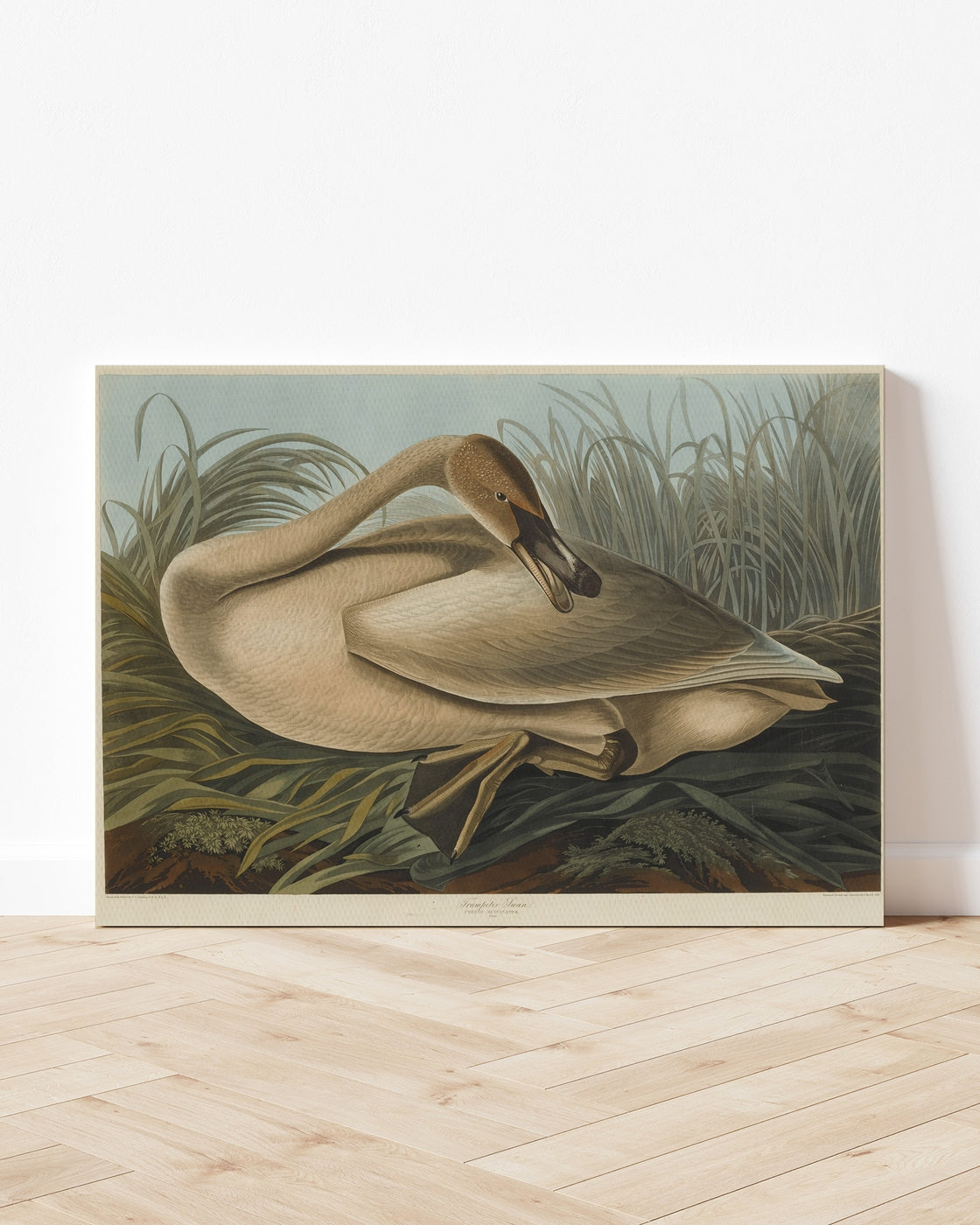 stretched-canvas