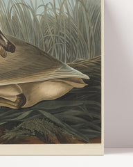 After Hover: John James Audubon - Wild Goose