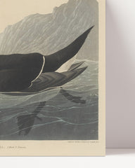 After Hover: John James Audubon - Two Ducks in the Water