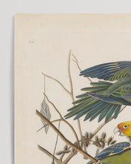 After Hover: John James Audubon - Birds of Paradise