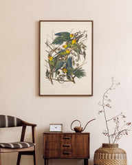 After Hover: John James Audubon - Paradiesvögel