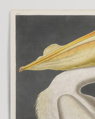 After Hover: John James Audubon - Pelican