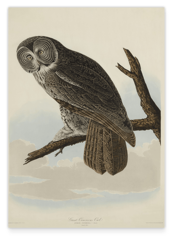 John James Audubon - Eule
