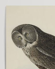 After Hover: John James Audubon - Owl