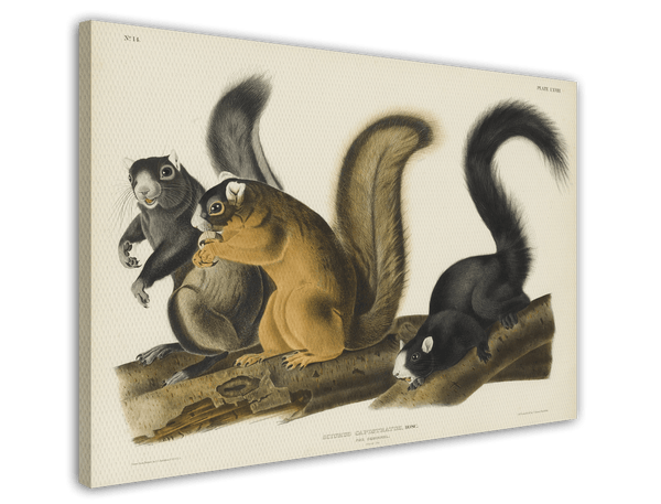 John James Audubon - Eichhörnchen