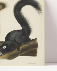 After Hover: John James Audubon - Squirrel