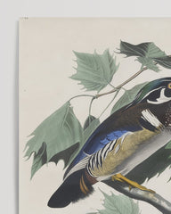 After Hover: John James Audubon - Ducks on Tree