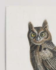 After Hover: John James Audubon - Two Owls
