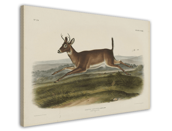John James Audubon - Rennender Rehbock