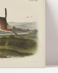 After Hover: John James Audubon - Running Roebuck