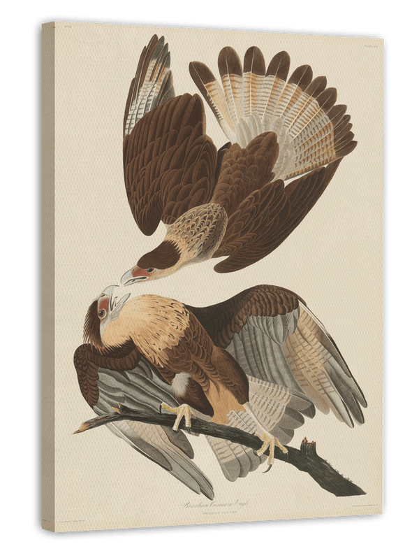 John James Audubon - Zwei Raubvögel