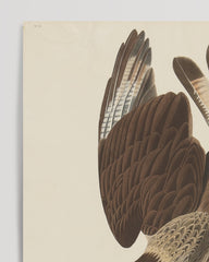 After Hover: John James Audubon - Two Birds of Prey