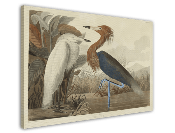John James Audubon - Zwei Vögel am See