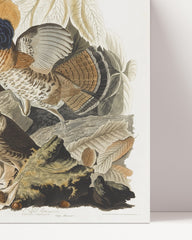 After Hover: John James Audubon - Partridges in Search of Food