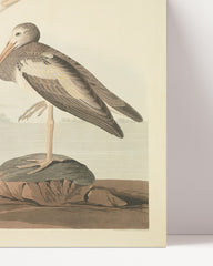 After Hover: John James Audubon - Two Water Birds