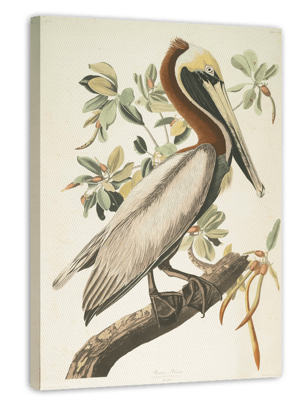 John James Audubon - Pelikan am Baum