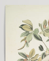 After Hover: John James Audubon - Pelican on the Tree