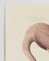 After Hover: John James Audubon - Flamingo by the Water I