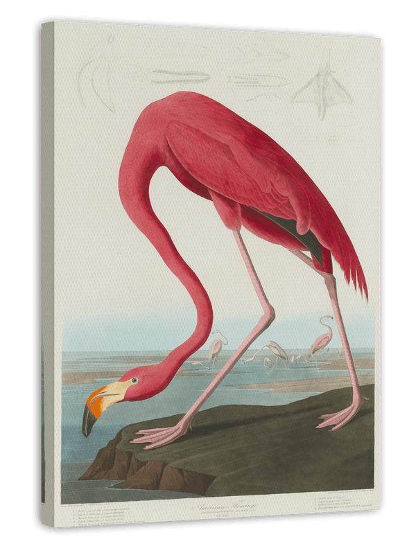 John James Audubon - Flamingo am Wasser II