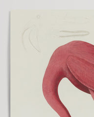 After Hover: John James Audubon - Flamingo by the Water II