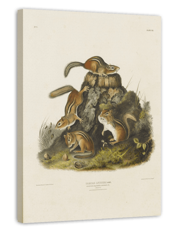 John James Audubon - Streifenhörnchen am Baumstamm