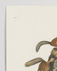 After Hover: John James Audubon - Chipmunk on a Tree Trunk