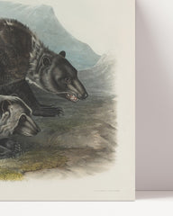 After Hover: John James Audubon - Two Black Bears