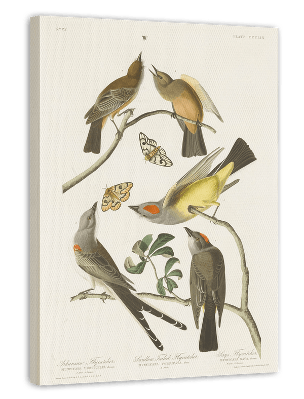 John James Audubon - Vögel auf Nahrungssuche