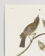 After Hover: John James Audubon - Birds in Search of Food