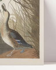 After Hover: John James Audubon - Two Ducks in a Fight