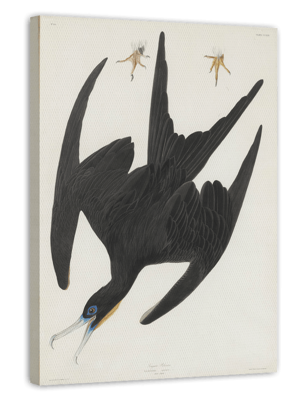 John James Audubon - Schwarzer Vogel im Sturzflug