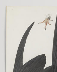 After Hover: John James Audubon - Black Bird in a Dive