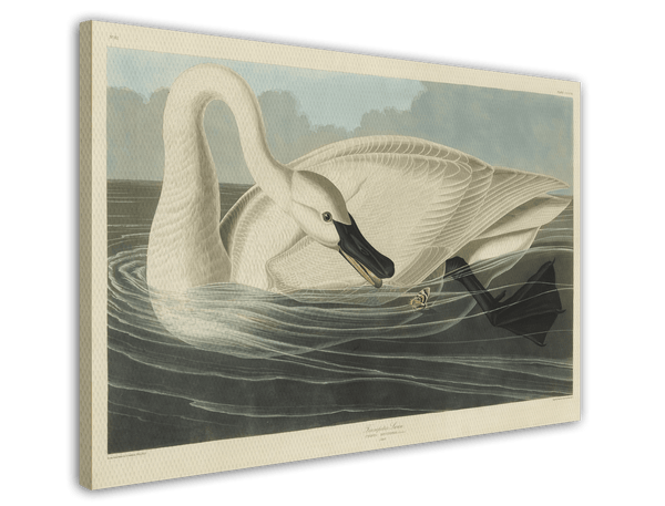 John James Audubon - Schwan auf Insektenjagd